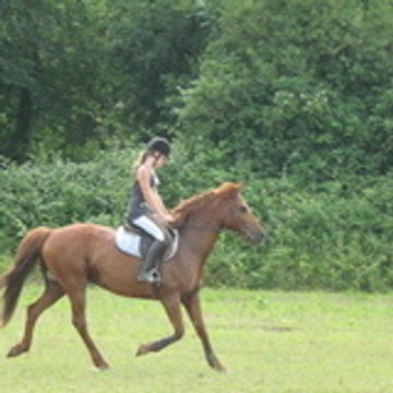 horsesgirl