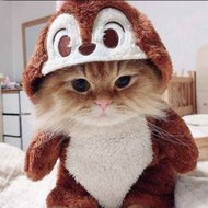 Animals Funny Moment