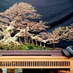 Bonsai Art