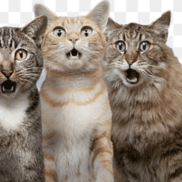 Cat Loverz