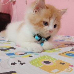 NekoChan