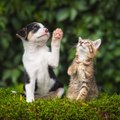 cats and dogs