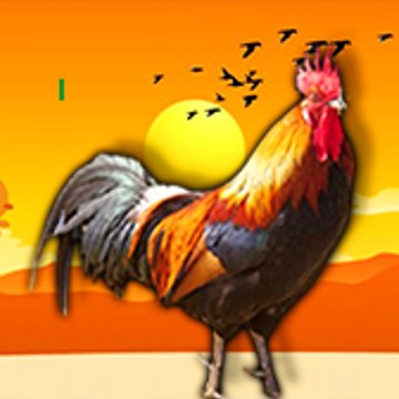 Rooster Bhaijaan