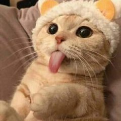 StupidCats