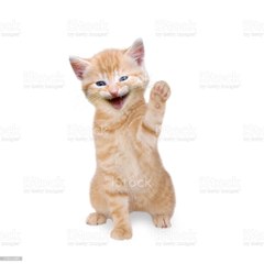 petlovers