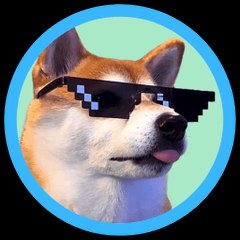 Funny Animal Videos