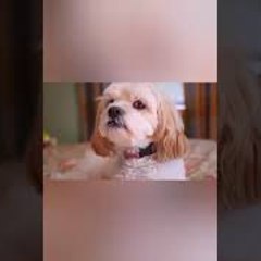 Cutest Pets