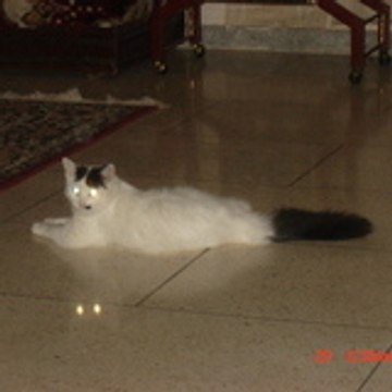 yazid el kadiri