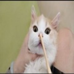 Meow Cat