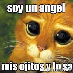 videos virales