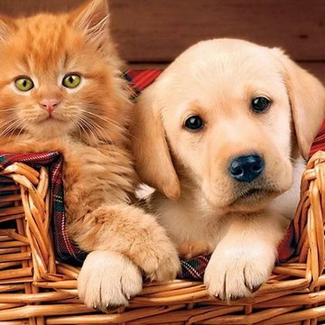 FUNNY ANIMALS