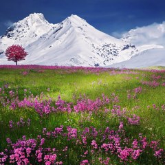 Relaxing Videos