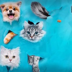 Funny animals planet