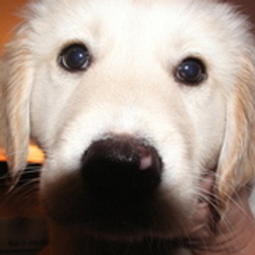 chopler
