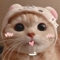 Cat007