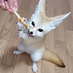 Life with fennec foxes