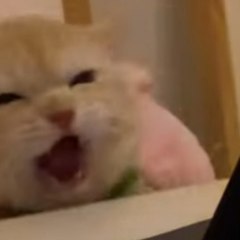 CATS INTER