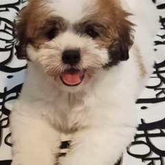 Pinoy Pets in Videos