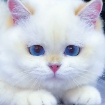 Amazing Animal In The World