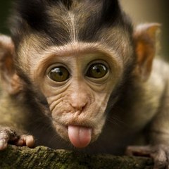 Animals Cutes