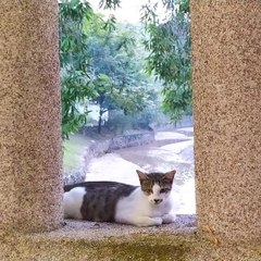 Cat I Met