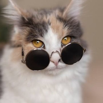 animal funny