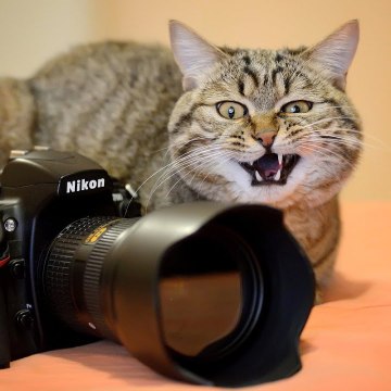 pinaraktay55016comam