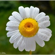 mehmetakpinar38743ee