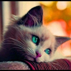 dilekbeserler87721comtr