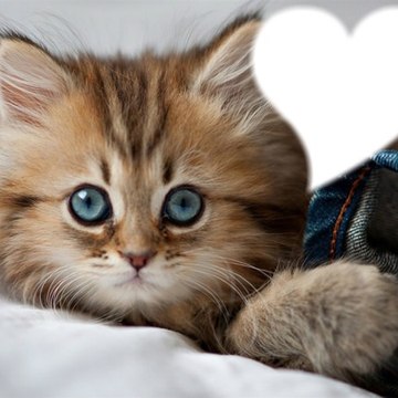 hasanasikoglu15376az