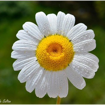 cetinatasever78832ee