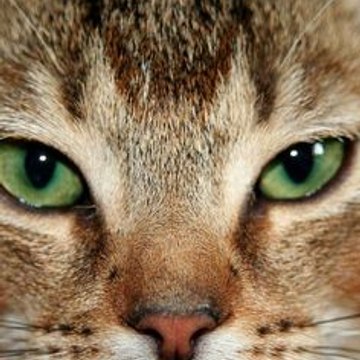 evrenaksakal58951comge