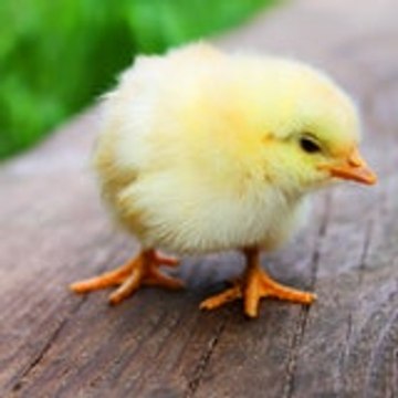 Kazuya Chie Anime TV HD