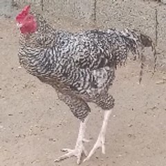 Birds And Animals