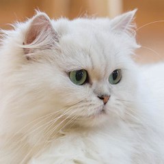Chat comik