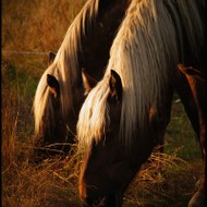 Stéphanie schaeffer stéphanie