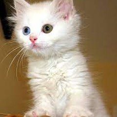 Funny Animals