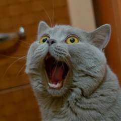 Maestro Cat