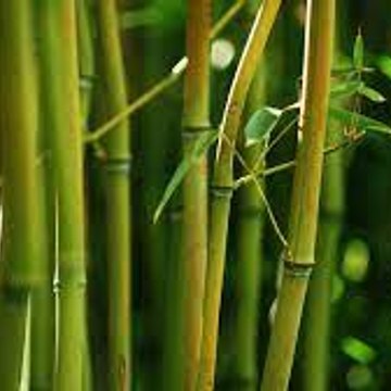 Oscar Bamboo