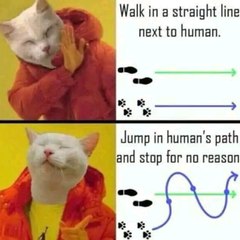 Funny animals memes