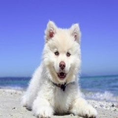 MundoAnimal