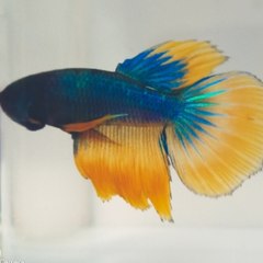 Braja