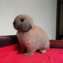 sheno rabbit