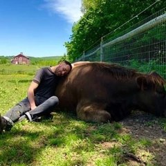 Mon journal avec la vache