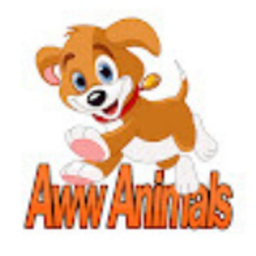 Aww Animals