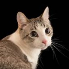 Cat You