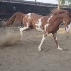 Horse Meeting