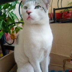 A Cat's Life