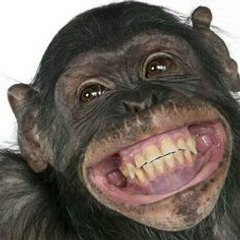 Animal World Videos