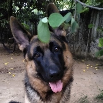 Banglar Pets